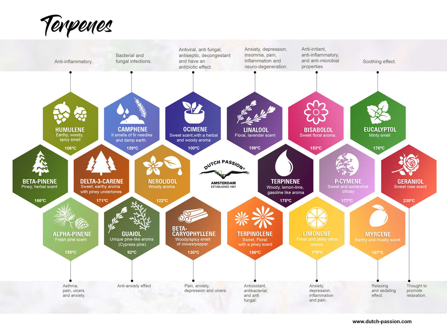 Terpene Chart What Are Terpenes How They Affect Your High Wikileaf